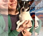 Small #10 Chihuahua Mix