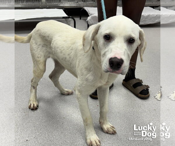Medium Photo #3 Labrador Retriever-Retriever  Mix Puppy For Sale in Washington, DC, USA