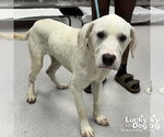 Small #2 Labrador Retriever-Retriever  Mix