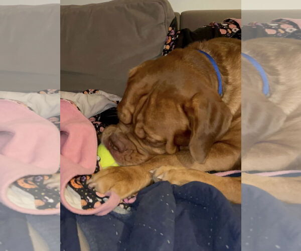 Medium Photo #2 Dogue de Bordeaux Puppy For Sale in Goodyear, AZ, USA