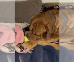 Small #1 Dogue de Bordeaux