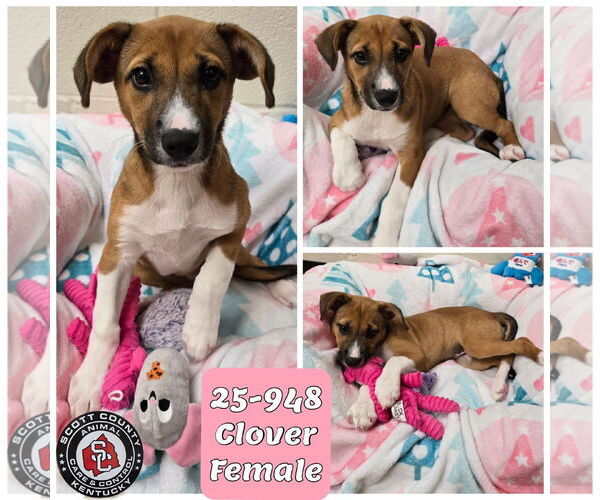 Medium Photo #1 Mutt Puppy For Sale in Georgetown, KY, USA