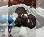 Small Photo #13 Aussiedoodle Miniature  Puppy For Sale in GOSHEN, OH, USA