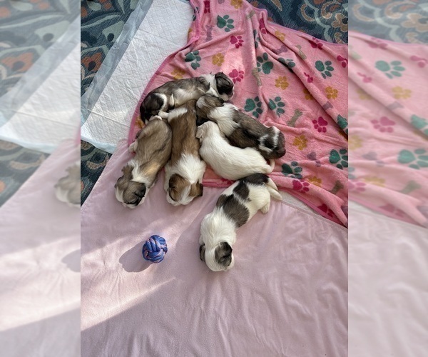 Medium Photo #2 Lhasa Apso Puppy For Sale in GIBSONTON, FL, USA