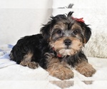 Small #1 Yorkshire Terrier