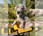 Image preview for Ad Listing. Nickname: Lennox