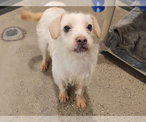 Medium Photo #1 Mutt Puppy For Sale in Redwood City, CA, USA