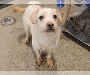 Mutt Dogs for adoption in Redwood City, CA, USA