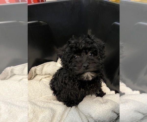 Medium Photo #2 Schnoodle (Miniature) Puppy For Sale in BEECH GROVE, IN, USA