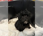 Small Photo #2 Schnoodle (Miniature) Puppy For Sale in BEECH GROVE, IN, USA