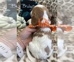 Small #6 Cavalier King Charles Spaniel
