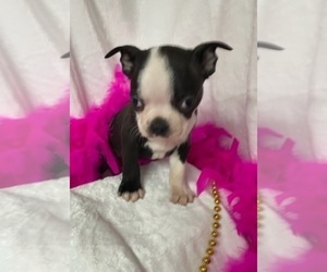 Boston Terrier Puppy for sale in CRKD RVR RNCH, OR, USA