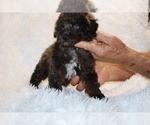 Small #15 Poodle (Toy)