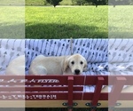 Small Photo #7 Golden Retriever Puppy For Sale in AUSTIN, KY, USA