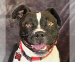 Small #1 Boston Terrier