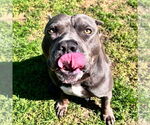 Small #3 American Bulldog Mix