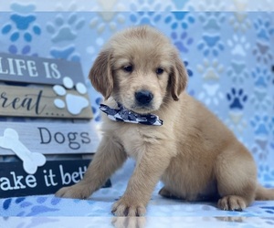 Golden Retriever Puppy for sale in LANCASTER, PA, USA