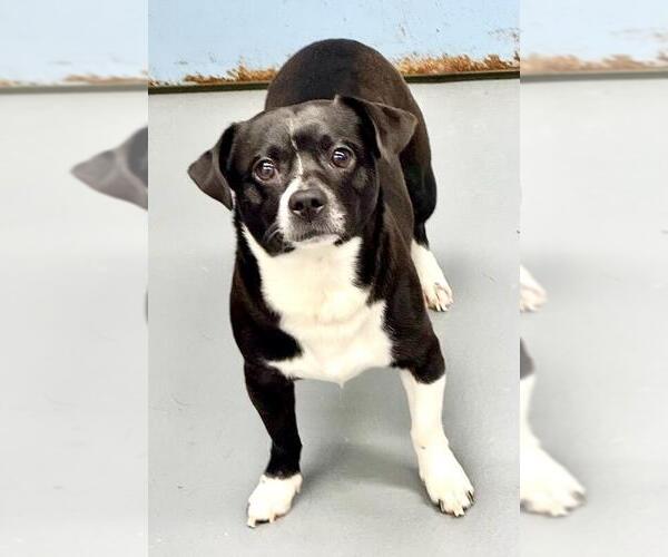 Medium Photo #1 Chihuahua-Unknown Mix Puppy For Sale in Pittsburgh, PA, USA