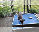 Small #7 American Pit Bull Terrier Mix