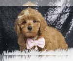Puppy Carebear UABR Poodle (Toy)