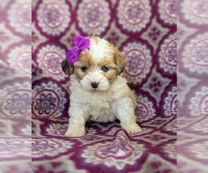 Lhasa-Poo Puppy for sale in LINCOLN UNIV, PA, USA