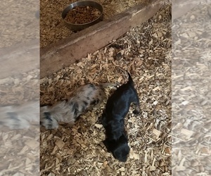 Dachshund Puppy for sale in LOUISA, VA, USA