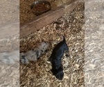 Small Dachshund