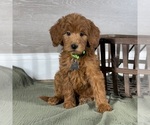 Small Goldendoodle