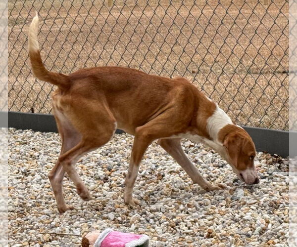 Medium Photo #2 Mutt Puppy For Sale in Tarboro, NC, USA