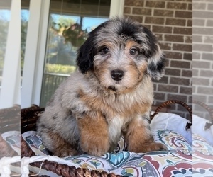Bernedoodle (Miniature) Puppy for sale in NOBLESVILLE, IN, USA