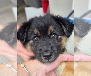Mutt Dogs for adoption in Gilberts, IL, USA