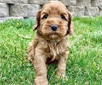 Small Photo #3 Australian Labradoodle Puppy For Sale in RICHLAND, WA, USA