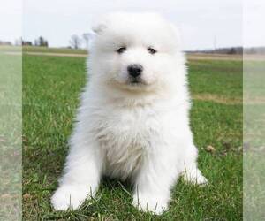 Samoyed Puppy for sale in THORP, WI, USA