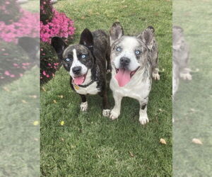 Dublin - Male French Bulldog-Siberian Husky Mix Dog for Adoption - Photo #4