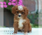 Image preview for Ad Listing. Nickname: Denny