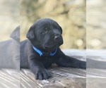 Small #4 Labrador Retriever