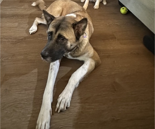 Medium Photo #1 Akita-Huskies  Mix Puppy For Sale in DUBLIN, CA, USA