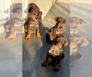 Doberman Pinscher Puppy for sale in HOLLISTER, CA, USA