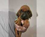 Puppy OLIVER Redbone Coonhound