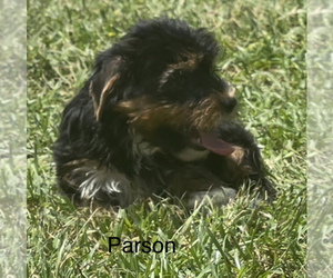 Medium Yorkshire Terrier