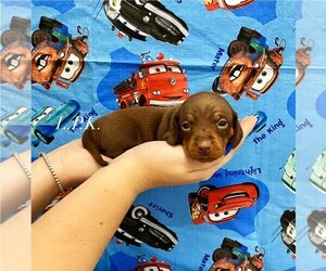 Dachshund Puppy for sale in WINNSBORO, LA, USA
