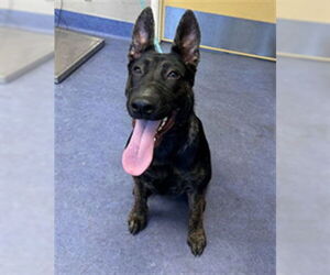 Mutt Dogs for adoption in Santa Maria, CA, USA