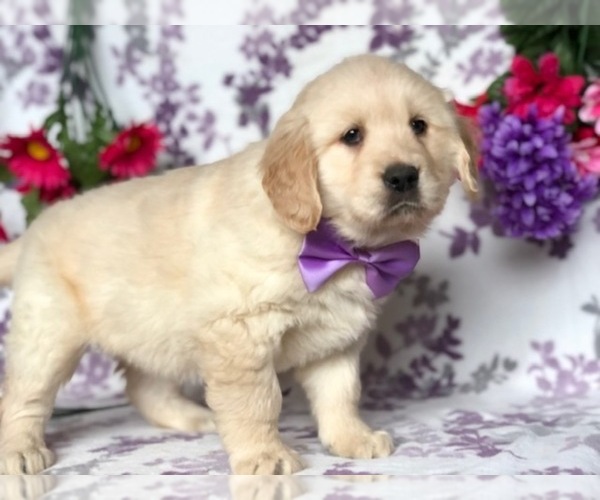 Medium Photo #1 Golden Retriever Puppy For Sale in CLAY, PA, USA