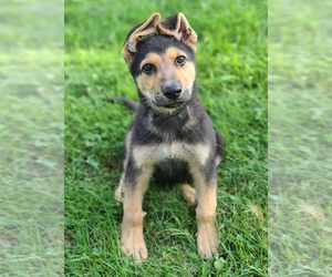 German Shepherd Dog Puppy for sale in WARREN, MA, USA