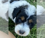 Small Photo #6 Aussie-Poo Puppy For Sale in MAZEPPA, MN, USA