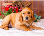 Puppy Rose Golden Retriever