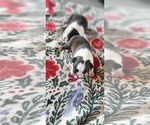 Small #4 Boston Terrier