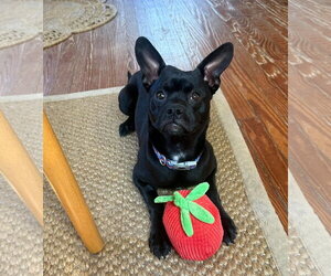 French Bulldog-Unknown Mix Dogs for adoption in Woodbury, NY, USA