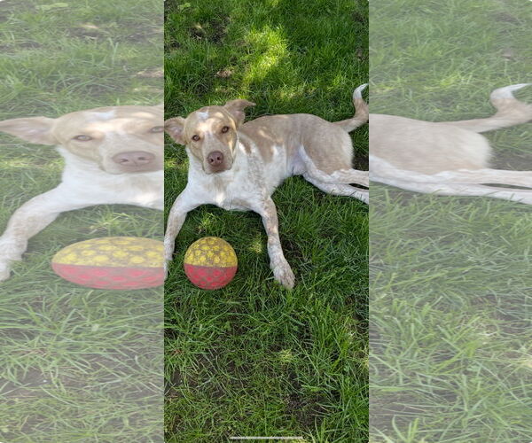 Medium Photo #1 Mutt Puppy For Sale in Garden City, NY, USA