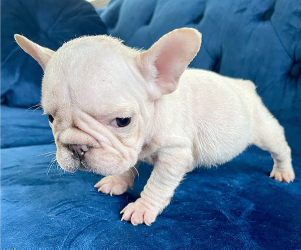 Medium Photo #2 French Bulldog Puppy For Sale in ANDERSONVILLE, TN, USA